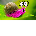 Snail Gang Home