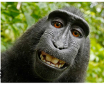 Bad Big Monkey