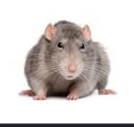 Best mole rat group