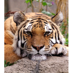 #TEAM TIGER FOR LIFE