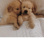 Golden retrievers ###### only