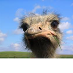 The Beautiful Ostriches