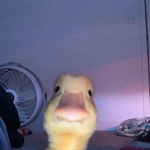 Roblox PF!