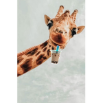 #Giraffes Love Starbucks
