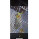 Fun Little Bird group