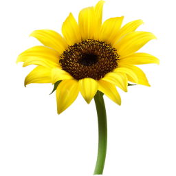 Sunflower Training center!