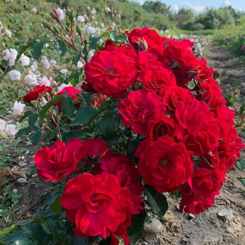 Roses are red