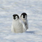arctic agency staff applications!