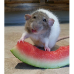 elaqrie