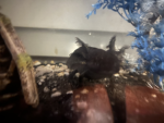 Axolotl alt