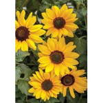 Sunflower-xoxo