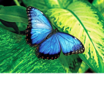 THE BUTTERFLIE SQUAD