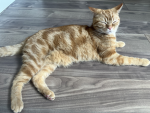 いちご猫のおうちにおいで！