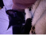 Cats are the best yay