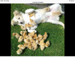 Puppies for everyone