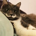 KittenCats