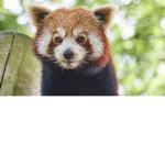 the red panda warriors.