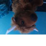 BEArrrr GROUP