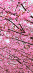 Blossom cloud group