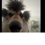Wailing weeb Bois