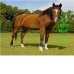 Horse Talk.