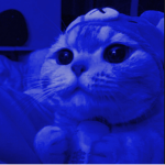 kitty blue ꨄ.