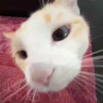 *Sukia!*