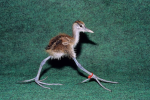 THE GLEEP GLORPERS