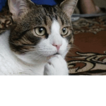 The Major Cat Lovers