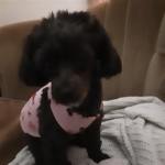Cute puppies forever aka cute pets