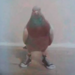 Big Pigeon Productions