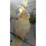 BIRD BOIS LE GOOOOOOOOOOOOOoOOOOOOOOOOOOOOOOOO