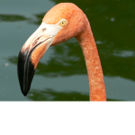 LordCrypt's Group of Flamingos