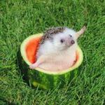 #Hedgehog