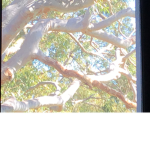 Sunny’s Roblox Group