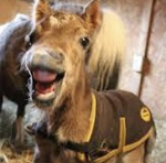 WHI Foal Eaters