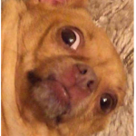 Merry Chrysler Elliot