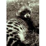 raccoon's home