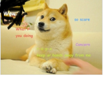 Doges and other group