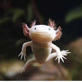 wyspa axolotlów