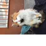poli gatitos