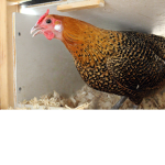 yeeting chikens