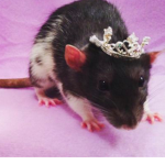 ~rat princesses~