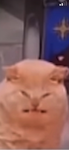 Beans Brigade