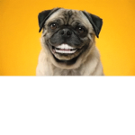 Pugtato Studioz