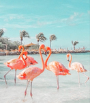 .+.flamingo boutique.+.
