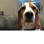 Dog_Godz