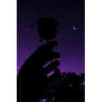 AestheticxRoses