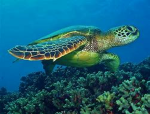 da da turtle army