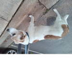 This Michael dog